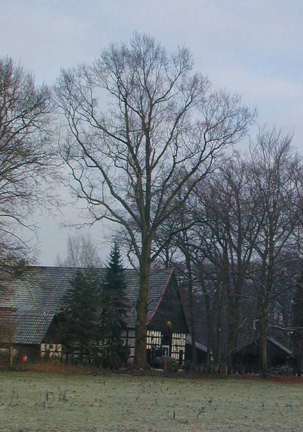 Bild 3 von Eiche am Braukenhof